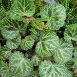 Saxifraga stolonifera पत्ता