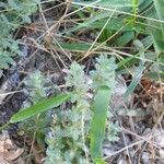 Teucrium scordium Fula