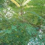 Adenanthera pavonina Fiore
