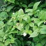 Rhodotypos scandens Leaf