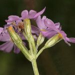 Primula laurentiana പുഷ്പം