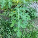 Solanum rostratumBlatt