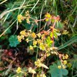 Alchemilla glabra 花