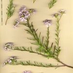 Iberis procumbens Mosusu