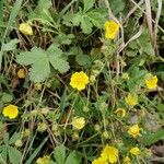 Potentilla verna Blüte