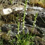 Spiranthes aestivalis Habit