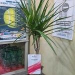 Dracaena reflexa Ліст