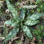 Pulmonaria officinalisLeaf