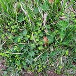 Alchemilla vulgaris عادت داشتن