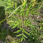 Angelica razulii Leaf