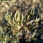 Helianthemum syriacum Lapas