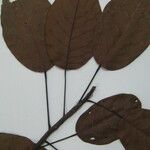 Huberodendron swietenioides