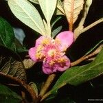 Rhodomyrtus locellata പുഷ്പം