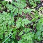 Anthriscus sylvestris Blad