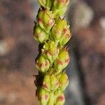 Tofieldia calyculata Frutto