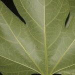 Gyrocarpus jatrophifolius List