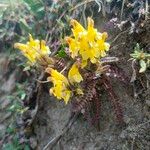 Pedicularis oederi Flors