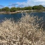 Atriplex argentea Foglia