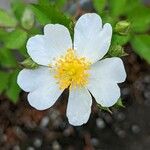 Rosa arvensis Flor