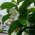 Beaumontia grandiflora Flor