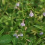 Lobelia inflata موطن