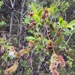 Salix pentandra Fruit