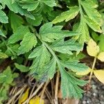 Papaver cambricum Leaf