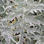 Cynara scolymus Folla