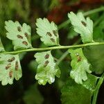 Asplenium viride Ffrwyth