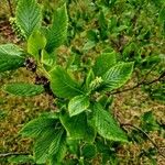 Clethra alnifolia Leaf