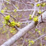 Forestiera pubescens Corteccia