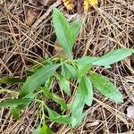 Physostegia virginianaFuelha