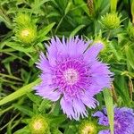 Stokesia laevisFlower