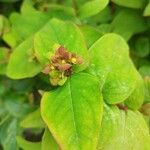 Hypericum × inodorum Лист
