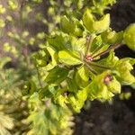 Euphorbia × martini Flower