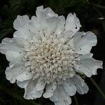 Scabiosa ochroleuca 花