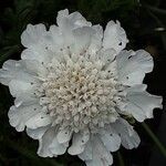 Scabiosa ochroleuca Blodyn