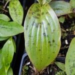 Tricyrtis formosana Hoja