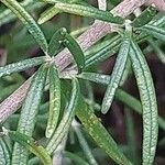 Thymus longicaulis ഇല