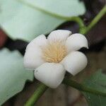 Diospyros capreifolia Квітка
