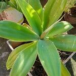 Agave attenuataFuelha