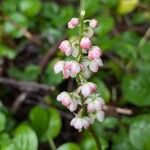 Pyrola asarifolia Blomma