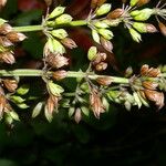 Salvia alvajaca Flor