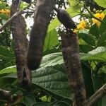 Senna × floribunda Fruit