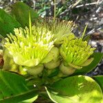 Xanthostemon gugerlii Flor