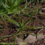 Isoetes durieui Habit