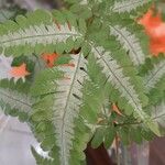 Pteris fauriei Leht