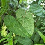 Dioscorea bulbifera पत्ता