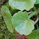 Umbilicus horizontalis Leaf