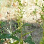Epipactis phyllanthes Habit